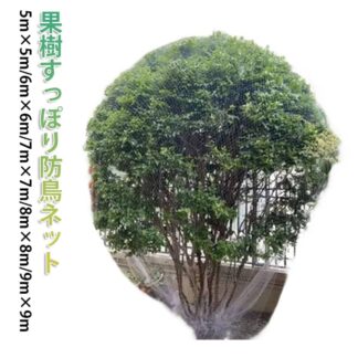 7m 果樹 6m 8m さくらんぼ 5m すっぽり 園芸 鳥除け網 保護ネット 防鳥網 防鳥ネット 園芸用ネット 9m 鳩よけネット びわ ブルーベリー リンゴ ジャボチカバ