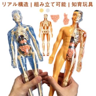 おもちゃ 人体模型 組み立て式 人体構造 骨格 玩具 知育玩具 人体パズル モデル 解剖 子供おもちゃ 誕生日 プレゼント 28cm
